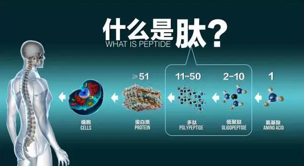什么是肽.png